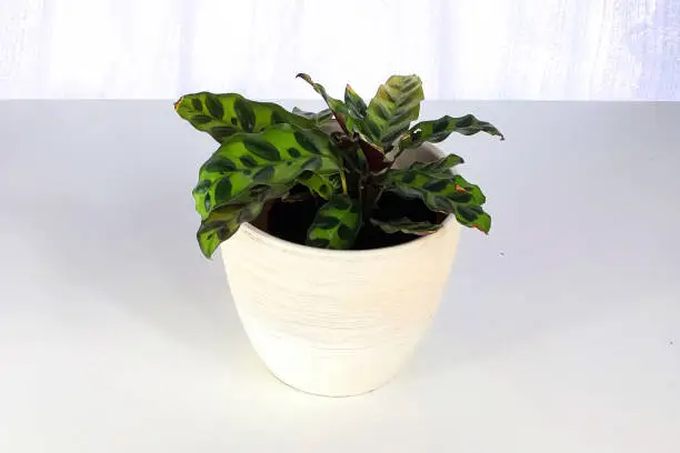 Photo of A rattlesnake calathea plant aginst a white background