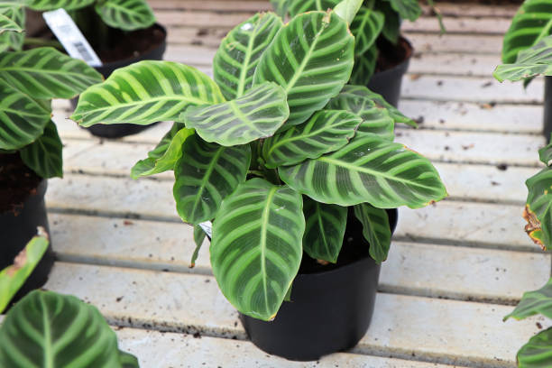 A potted zebrina calathea plant on a water table