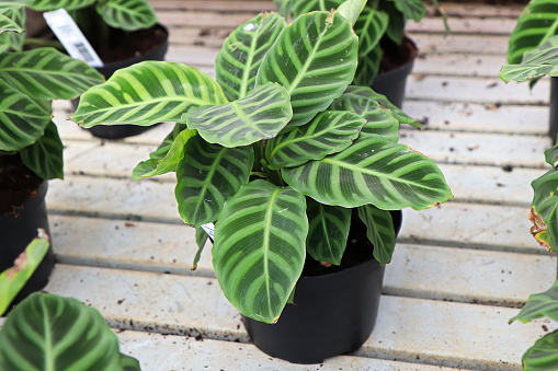 A potted zebrina calathea plant on a water table.