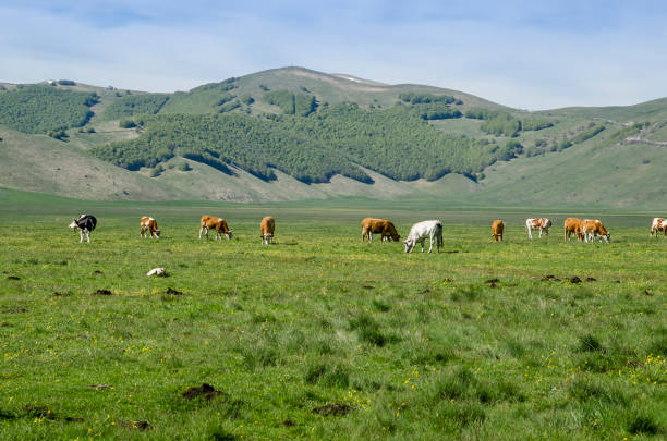 крупный рогатый скот в пиан-гранде, кастеллуччо - apennines beauty in nature grass plateau стоковые фото и изображения