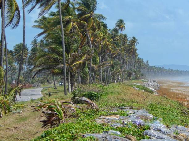 istock Sargassum Seaweed in the Caribbean 1322570219