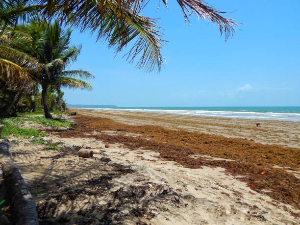 istock Sargassum Seaweed in the Caribbean 1322570247