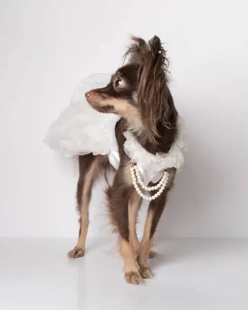 Photo of Purebred bride dog of breed Chocolate Russian Toy Terrier in festive dress, animal on white background.