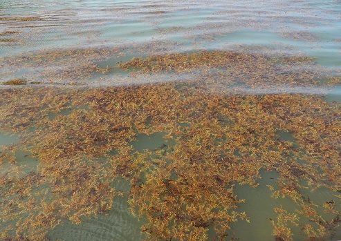 A photograph showing Sargassum seaweed on the Manzanilla-Mayaro Beaches. These beaches are located on the East Coast of Trinidad. In recent years there has been a significant increase in Sargassum seaweed entering the Caribbean oceans and shorelines. Scientists believe that this increase is due to climate change. In the Caribbean, this increase is significantly affecting the tourism industry and the livelihoods of fishermen and other stakeholders who directly or indirectly depend on the ocean for some sort of resource or resources. Sargassum seaweed is a type of brown algae. They contain the pigment fucoxanthin which is responsible for their brown coloration.
