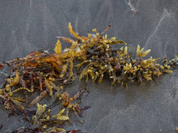 istock Sargassum Seaweed in the Caribbean 1322570366