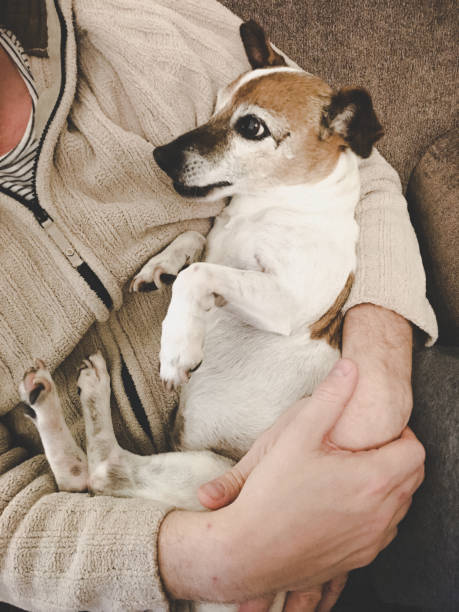 istock A senior dog in man's arms 1322571668