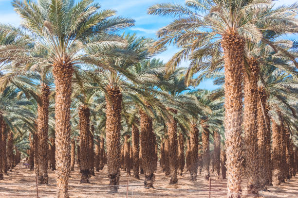 Date palms close up Date palms close up under the blue sky. Orchard in the desert. Date palm plantation in Israel. Growing fruits for sale. Trees planted in a row. date palm tree stock pictures, royalty-free photos & images