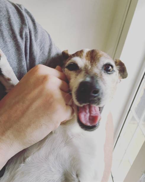 istock A senior dog in man's arms 1322572036