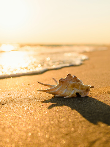 Seashells washed up on the beach, top view