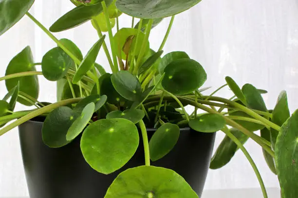 Photo of Side view of a pilea plant against a white background