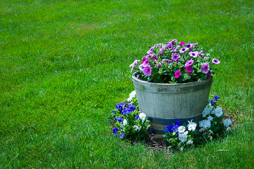 Half an old barrel serves as a planter for petunia flowers surrounded by  blue and white pansies in a Cape Cod garden.