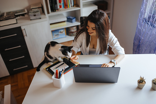 Young woman working remotely with cat interruption