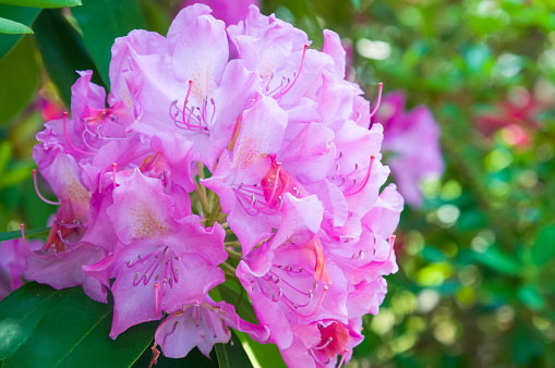 Close up of a cluster of beautiful rhododendron flowers in a Cape Cod garden