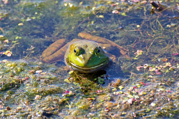 istock Bullfrog resting in shallow water in summer 1322575513