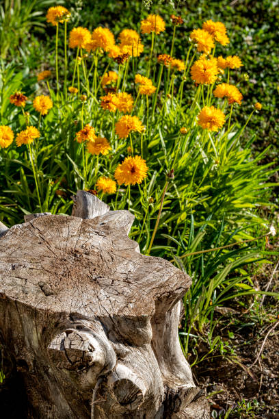 istock Tree stump in front of yellow wildflowers 1322575725