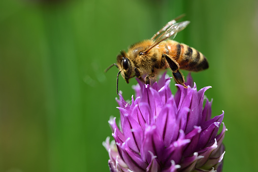 Close-up of a honey bee sitting on a blossom of purple chives in front of a green background in nature