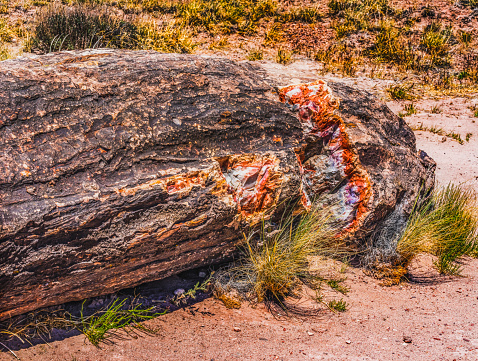 Red Orange Yellow Petrified Wood Log Blue Mesa Petrified Forest National Park Arizona