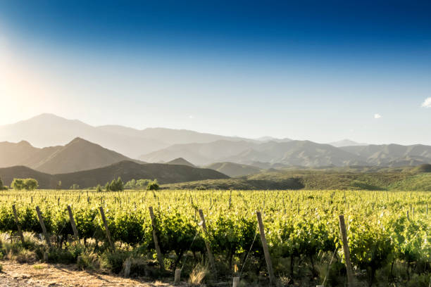 los hermosos viñedos de tunuyán en la región vinícola de mendoza, argentina. - andes fotografías e imágenes de stock