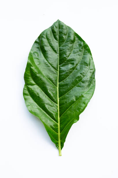 istock Noni or Morinda Citrifolia leaf on white background. 1322580617