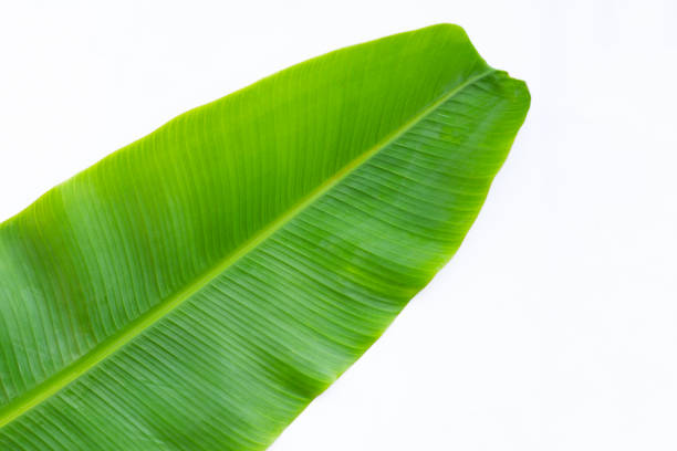 istock Tropical banana leaf on white background. 1322580732