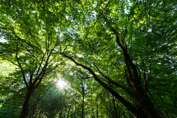 istock trees with green foliage in the summer 1322582570