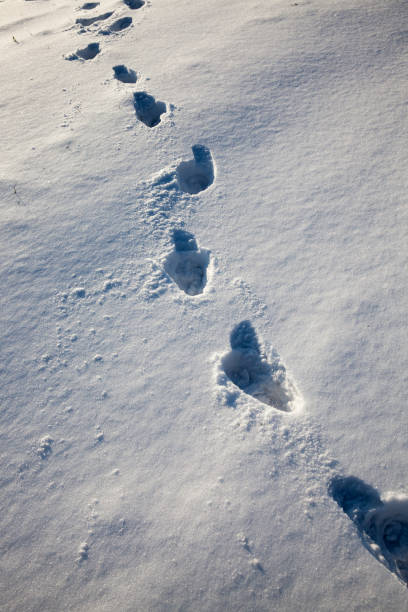 istock footprints on snowdrifts after walking 1322582577