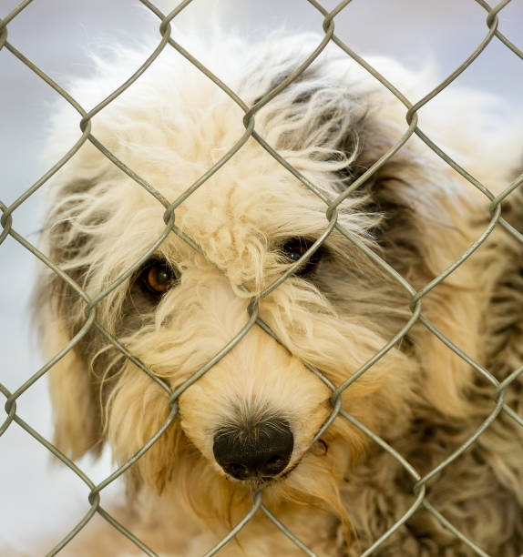 istock Dog Shelter Adopt 1322583358