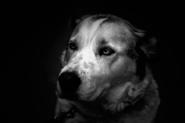 istock Siberian husky dog 1322583662