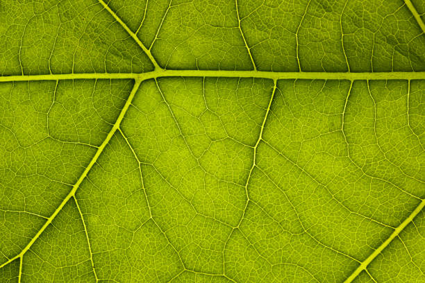 istock green leaf texture. Macro photo, use as background or texture 1322585009