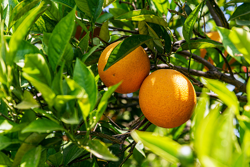 Close-up of orange fruit on tree branch. Oranges between leaves.