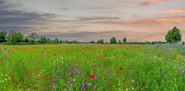 Mix Of Flowers On A Meadow Stock Photo - Download Image Now