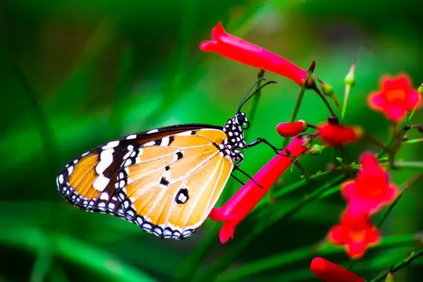 Butterflies are beautiful, flying insects with large scaly wings. Like all insects, they have six jointed legs, 3 body parts, a pair of antennae, compound eyes, and an exoskeleton. ... The butterfly's body is covered by tiny sensory hairs. The four wings and the six legs of the butterfly are attached to the thorax