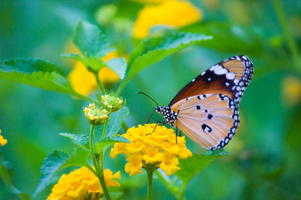 istock Danaus chrysippus, also known as the plain tiger, African queen, or African monarch, is a medium-sized butterfly widespread in Asia,  Australia and Africa. It belongs to the Danainae subfamily of the brush-footed butterfly family Nymphalidae 1322588955