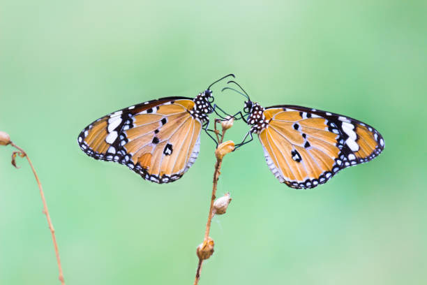 istock A beautiful Butterfly feeding on the flower plants 1322588960
