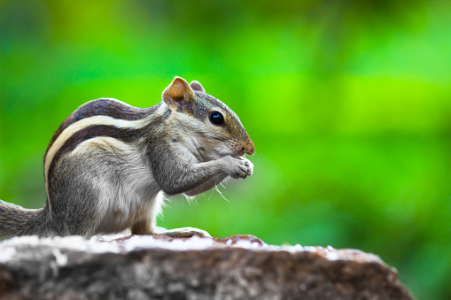 Squirrels are members of the family Sciuridae, a family that includes small or medium-size rodents. 
 The squirrel family includes tree squirrels, ground squirrels, chipmunks, marmots, flying squirrels, 
 and prairie dogs amongst other rodents