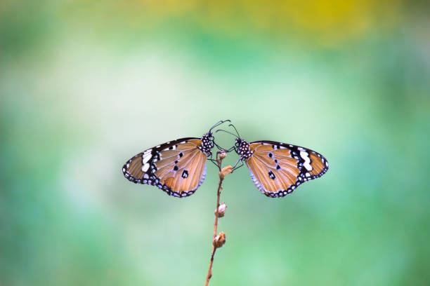 istock A beautiful Butterfly feeding on the flower plants 1322588987