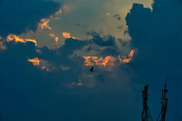 Photo of Silhouette Black kite flying high near mobile towers