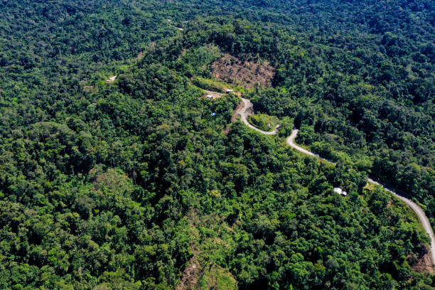 Aerial view of a small dirtroad running through a tropical forest with a few houses visible alongside the road in the Amazon rainforest Aerial view of a dirtroad running through a tropical forest with a few houses amazon forest stock pictures, royalty-free photos & images