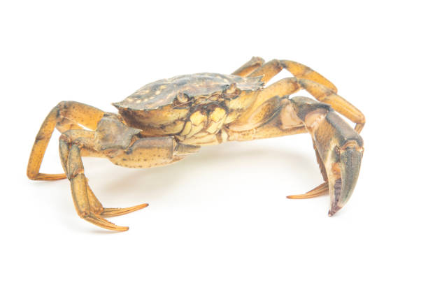 istock yellow sea crab on white background 1322590634