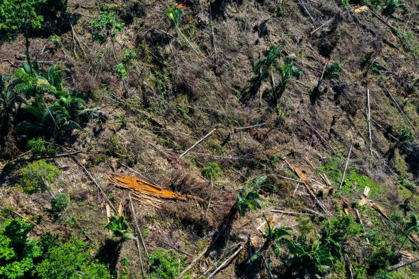 istock Deforestation concept: Planks have been cut and layed down on the ground with the surrounded forest cut down and only dead tree trunks visible 1322590713