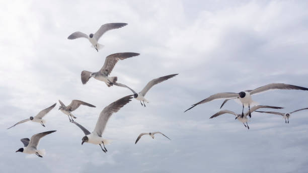 istock Seagulls Soar Above Gulf Shores 1322595187