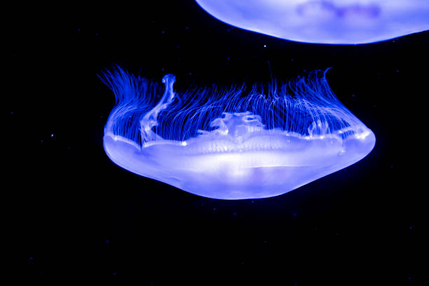 istock Moon Jellyfish Highlighted in the Dark Water 1322600259