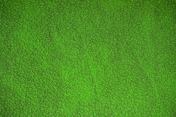 nahaufnahme der dunkelgrünen oberfläche der natürlichen reptilienhaut. - leather green hide textured effect stock-fotos und bilder