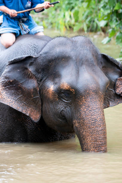 istock Asian elephant species of Thailand 1322602845