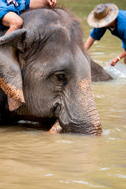 istock Asian elephant species of Thailand 1322602846