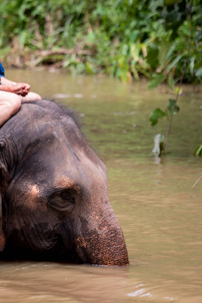 istock Asian elephant species of Thailand 1322602848