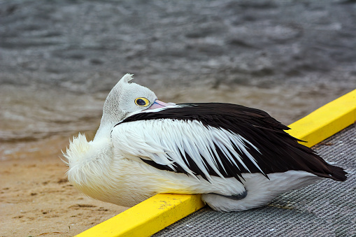 A majestic pelican perched on top of a rustic wooden fence.