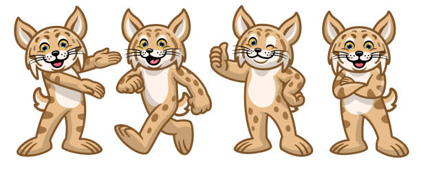 ilustraciones, imágenes clip art, dibujos animados e iconos de stock de conjunto de personajes bobcat de dibujos animados - gato montés