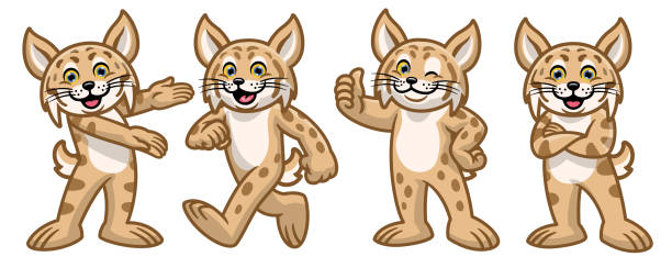 ilustrações, clipart, desenhos animados e ícones de conjunto de personagem bobcat desenho animado - gato selvagem