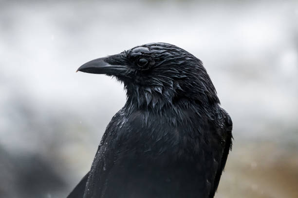 Wet Raven stock photo